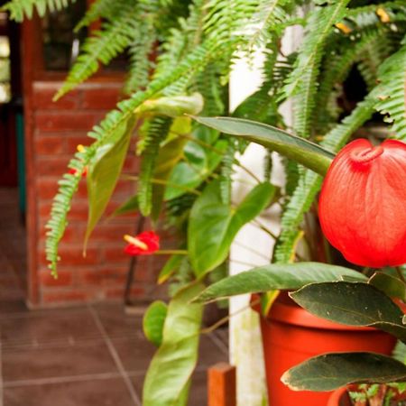 El Pedron Hotel バーニョス エクステリア 写真